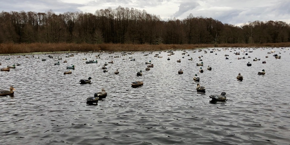 Duck Decoys: Why Mixed Spreads Just Work for Duck Decoy Strategy